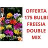 Offerta 175 Bulbi Freesia Double Mix Bulbs Bulbes