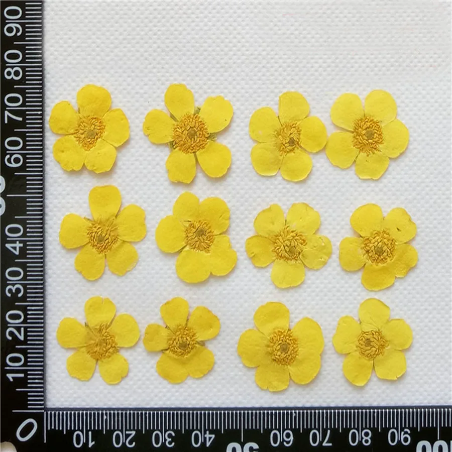 PMurcia Ranunculus jaune séché, plantes florales Thunb, herbier pour bijoux, coque de téléphone, marque-page, carte postale, artisanat bricolage, 10/2019, 60 pièces