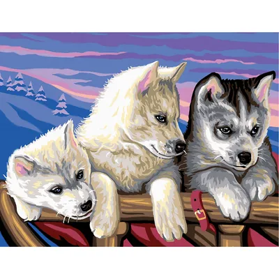 Malen nach Zahlen mit Acrylfarben Huskies, 38 x 29 cm