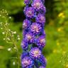 Pépinières Naudet - 2 Pieds d'Alouette 'Bolero' (Delphinium) - Vendu par 2