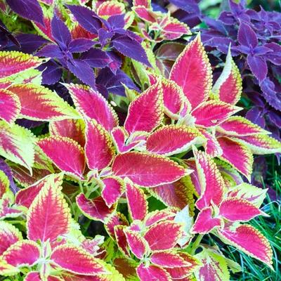 TEMU Rainbow Colored Seeds 100pcs Garden Seeds For Vibrant Shade Flowers, Ideal For Family Flowerpots & Gardens