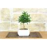 Pollice Verde - Bonsai di Citrus Kinzu in vaso quadro bianco