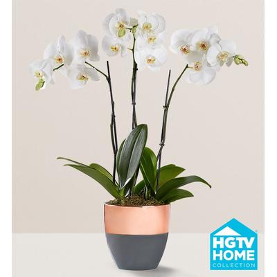 1-800-Flowers Plant Delivery Serenity Orchid Garden