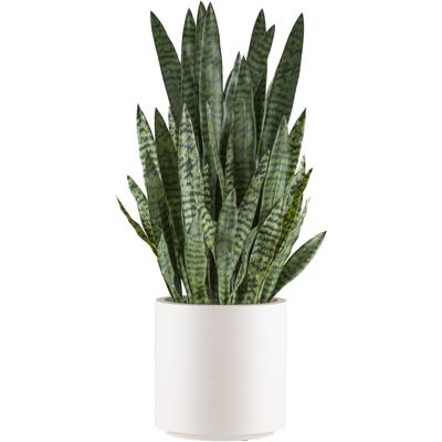 Kunstpflanze CREATIV GREEN "Sanseveria zeylanica", grün, H:108cm, Kunststoff, Kunstpflanzen, im eleganten cremefarbenen Topf Image