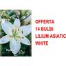 Offerta 14 bulbi lilium asiatic white bulbs