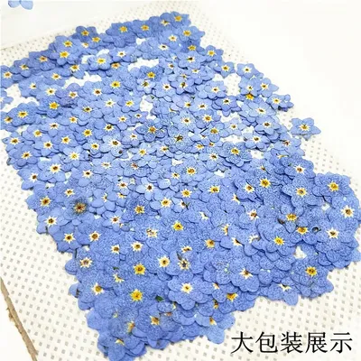 Don't forget flower embossing mobile phone case embossing painting herbarium dry flower escort bookmark face decoration flower