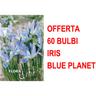 Peragashop - offerta 60 bulbi iris reticulata blue planet bulbs