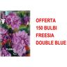 Offerta 150 Bulbi Freesia Double Blue Bulbs Bulbes