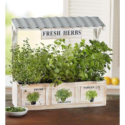 1-800-Flowers Plant Delivery Herb Garden Trio