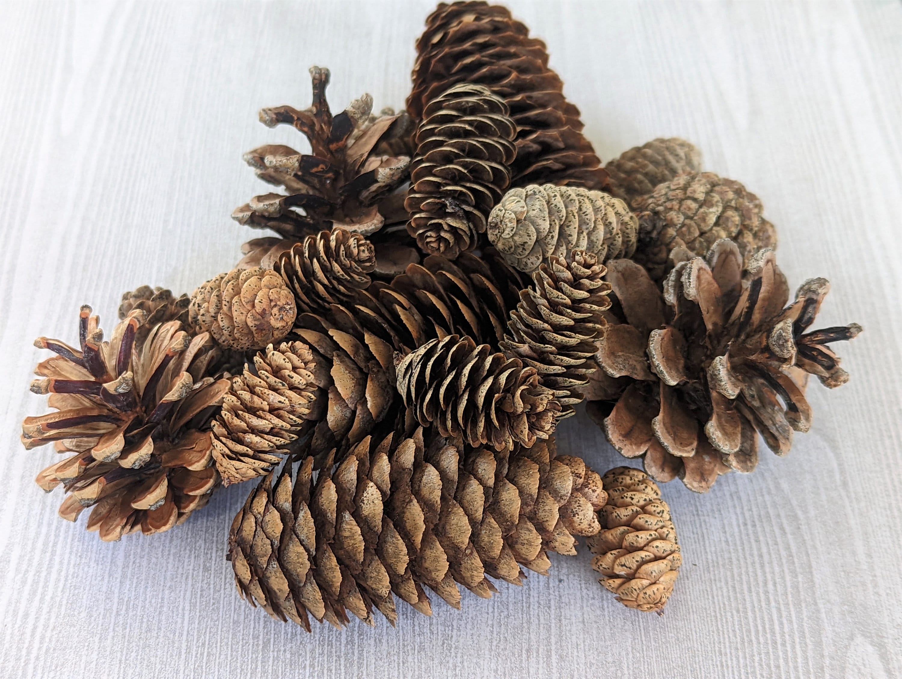 Pigne naturali per conigli e piccoli animali - Pigne assortite - Giocattolo da masticare per conigli - Arricchimento ambientale per ricci e scoiattoli