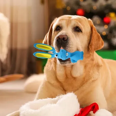 Dog+Supplies