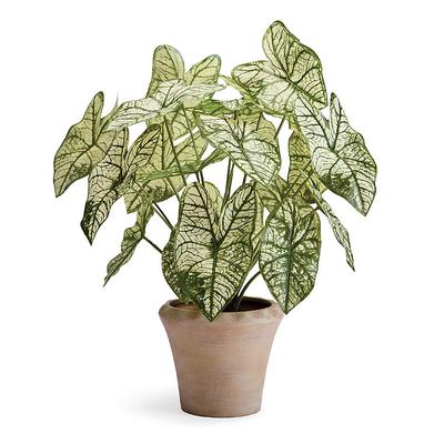 Indoor/Outdoor Florida Moonlight Plant - Frontgate