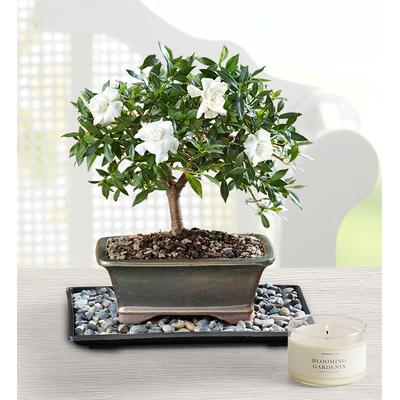 1-800-Flowers Plant Delivery Gardenia Bonsai Small Plant W/ Candle