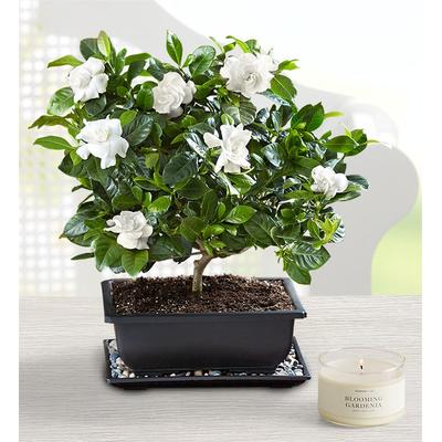 1-800-Flowers Plant Delivery Gardenia Bonsai Large Plant W/ Candle