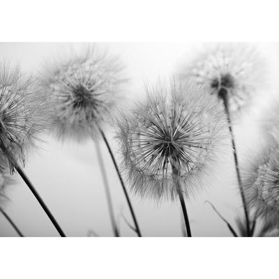 Floral Wallpaper Wall Mural - Field of Dandelions