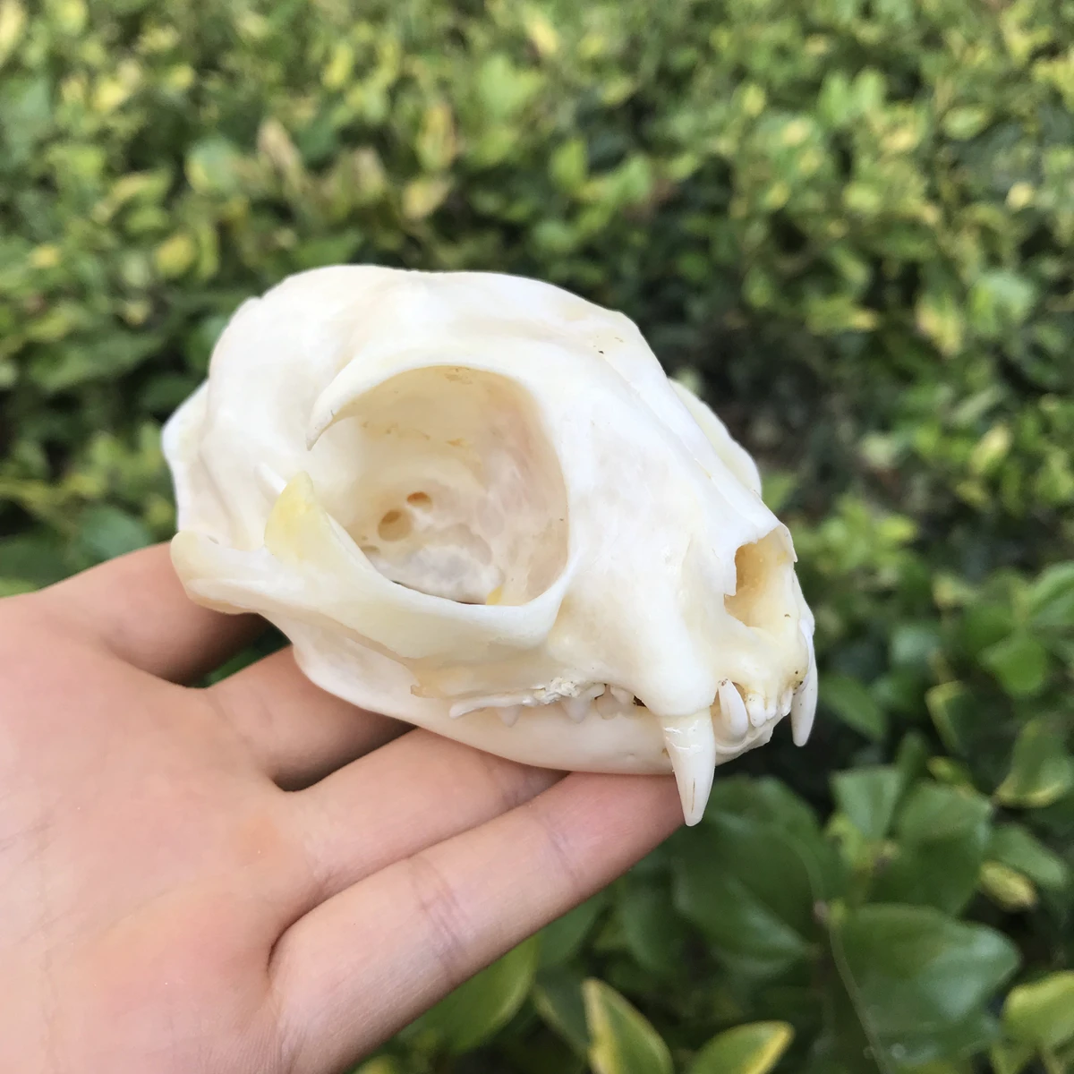 1PCS Echte tier Schädel probe Sammlerstücke Studie Image