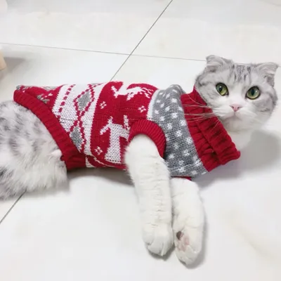 Pet+Costumes