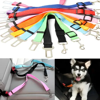 More+Pet+Supplies
