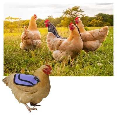 Waterproof Hen Saddle Funny Protection Accessories Feather Protector Back Jacket Hen Protective