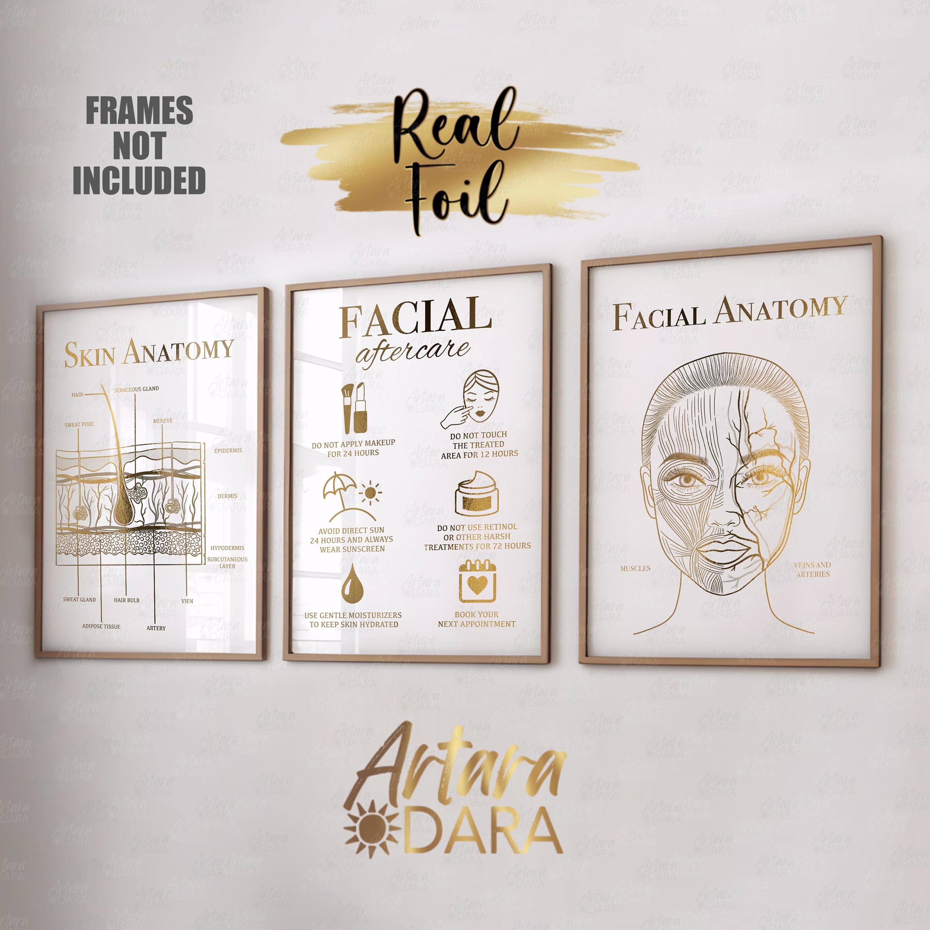 Arte post-trattamento del viso, stampa su lamina vera, arredamento per saloni di bellezza, poster sull'anatomia della pelle, anatomia del viso, arte d