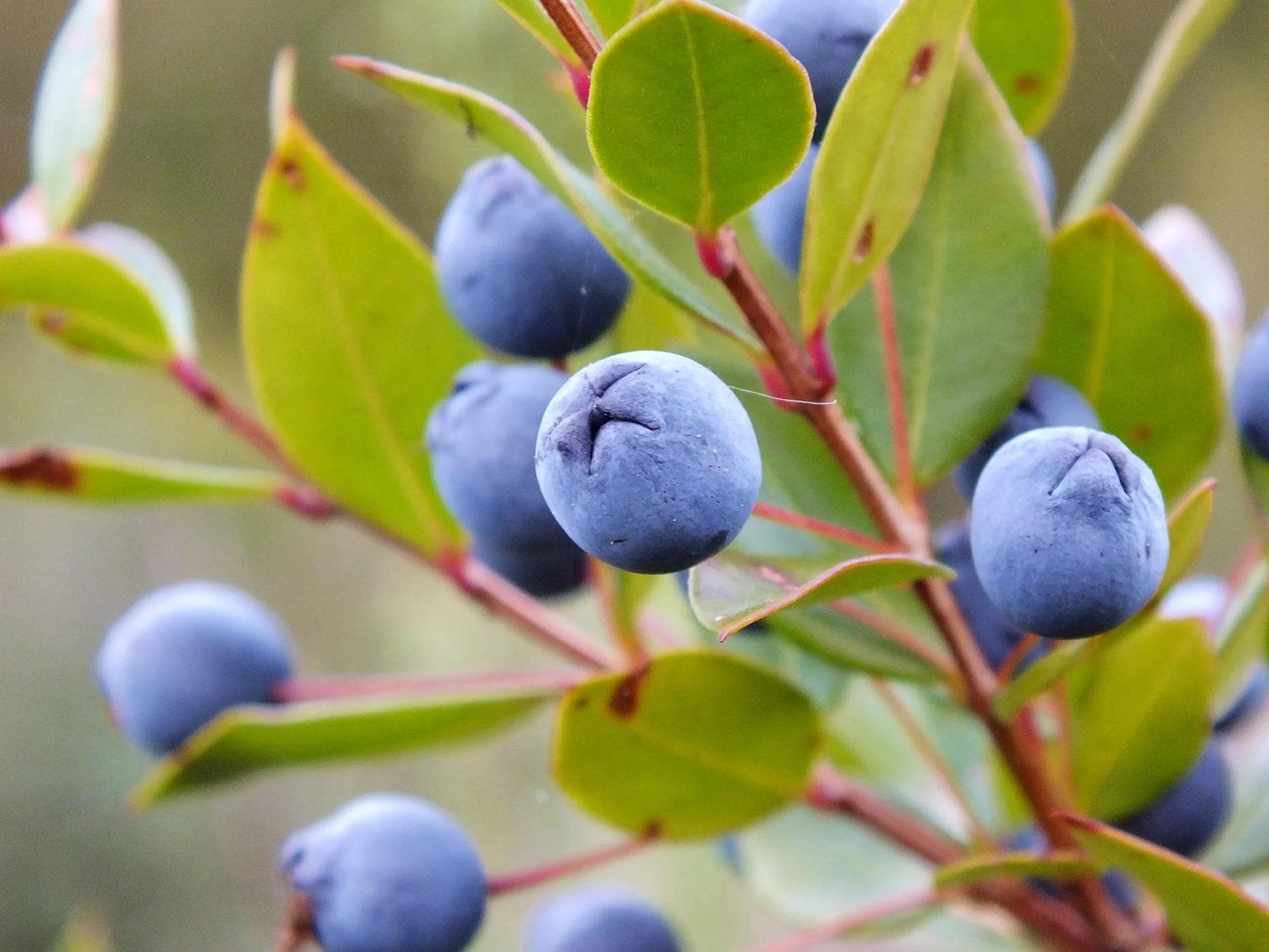 Semi di MIRTO ROSSO (Myrtus communis var. tarentina) - Heirloom, Biologici - Arbusto Mediterraneo - Coltivazione Naturale