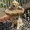 Chien de jardin intensifié en résine, escalade d'alimentation d'oiseaux, sculptures d'animaux de cour à la maison, ornements de jardin, décoration extérieure, 1 pièce