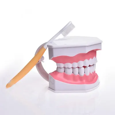Tooth model for Teaching Early Learning / demo / can pull teeth / mouth model Teach children to