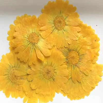 60pcs 4-7cm Pressed Dried Calendula Officinalis Flower Plant Herbarium For Jewelry Postcard