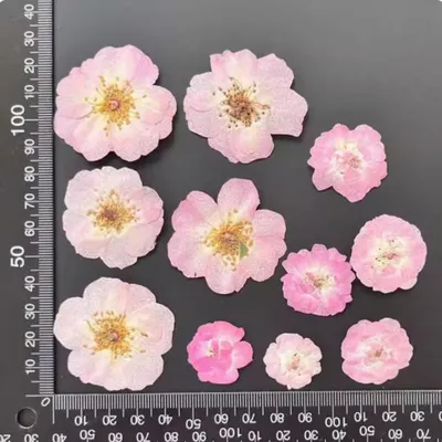 Flowers+Plants