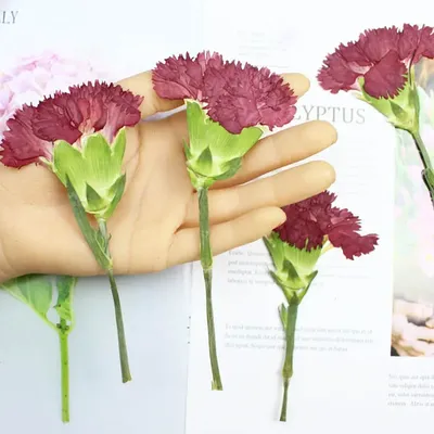 Flowers+Plants