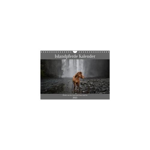 Islandpferde Kalender - Pferde von der Insel aus Feuer und Eis (Wandkalender 2025 DIN A4 quer), CALVENDO Monatskalender - Calvendo