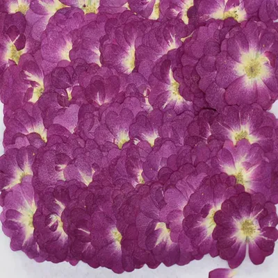 Flowers+Plants