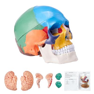 Human Models Set 3D Model Study Tools Teaching Models for Physiology Students or as Educational Kit for Kids