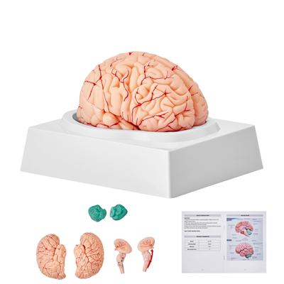 Human Models Set 3D Model Study Tools Teaching Models for Physiology Students or as Educational Kit for Kids