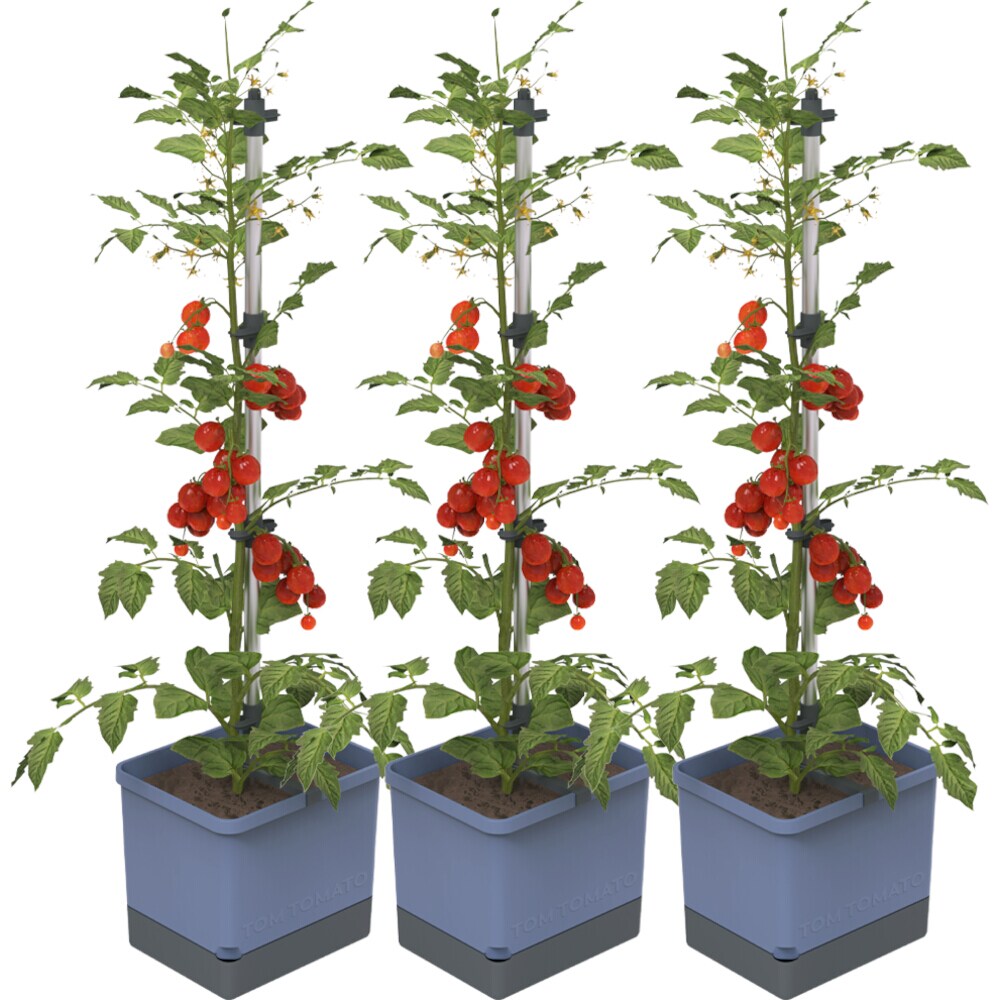 Gusta Garden TOM TOMATO 3er-Set blau Image