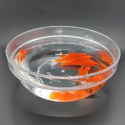 Erscheinen Aquarium Zaubertricks Magier Bühne Nahaufnahme Illusionen Gimmicks Mental ism Requisiten Image