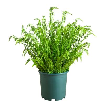 4-ft UV Resistant Artificial Boston Fern Plant (Indoor/Outdoor) - Green