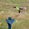 Piquet de jardin solaire Flying Wobble, ornement de jardin, animal mignon, papillon, oiseau, cour,