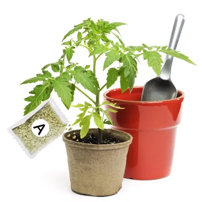 Fertilizers