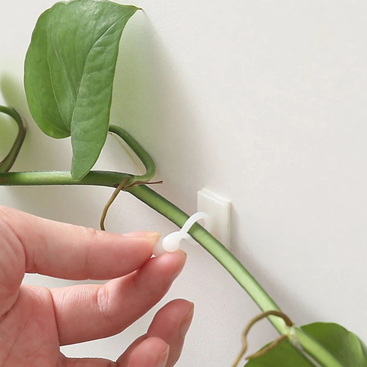 10 stücke-Home Garten Pflanze Klettern Wand Halterung Clips Rattan Reben Fixer Selbst-Kleber Anlage Klettern Wand Feste schnalle Haken Image
