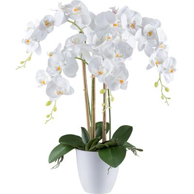 Kunstorchidee CREATIV GREEN "Orchidee Phalaenopsis", weiß, H:62cm, Kunststoff, Kunstpflanzen, mit real-touch-Blüten Image