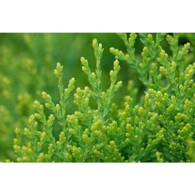 Pflanzen-für-dich.de - Gelber Zwerg-Lebensbaum 'Aurea Nana' Thuja orientalis 'Aurea Nana' c 2 20- 30 Image