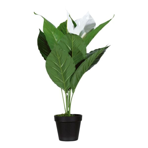 meet Kunstpflanze »Einblatt« 55 cm, 55 cm
