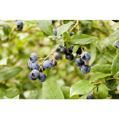 Heidelbeere 'Meader' Vaccinium corymbosum 'Meader' 15 l Topf 100- Image
