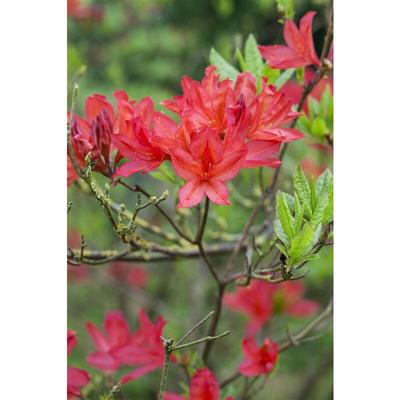 Pflanzen-für-dich.de - Sommergrüne Azalee 'Satan' Rhododendron lut.'Satan' C5 30- 40 Image