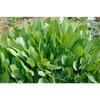Tanacetum balsamita p 0,5