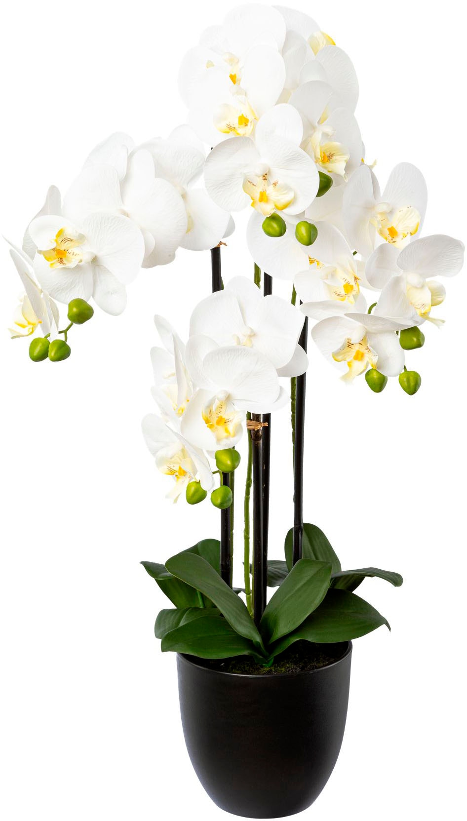 Kunstorchidee CREATIV GREEN "Phalaenopsis im Resintopf", weiß, H:69cm, Obermaterial: 100% Polyethylen, Kunstpflanzen, mit Real-Touch-Blüten