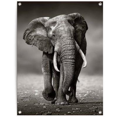 Poster REINDERS "Elefant", schwarz (farbe bild(er): schwarz), B:60cm H:80cm T:0,1cm, Leinwand, Bilder Image