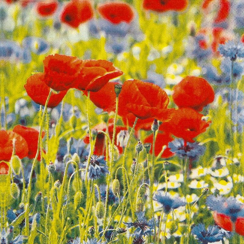 Home Fashion, Poppies and Cornflowers, Lunch-Servietten aufgefaltetes Maß 33 cm x 33 cm, im Viertelfalz, 20 Stück pro Pack Image