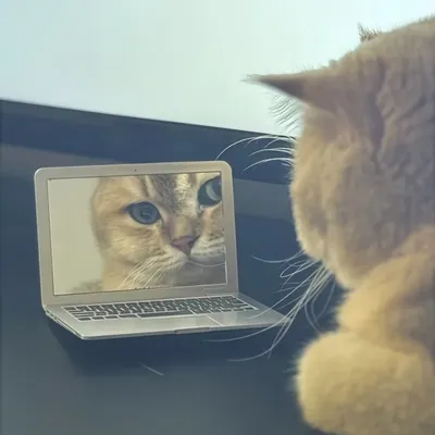 1pc Cute Mini Pet Mirror Toy for Cats Portable - Plastic, No Batteries Needed, Perfect for Playing with Your Laptop